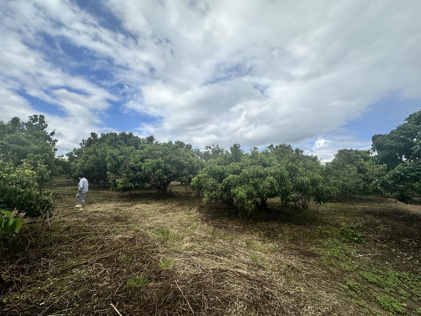 ที่ดิน 1