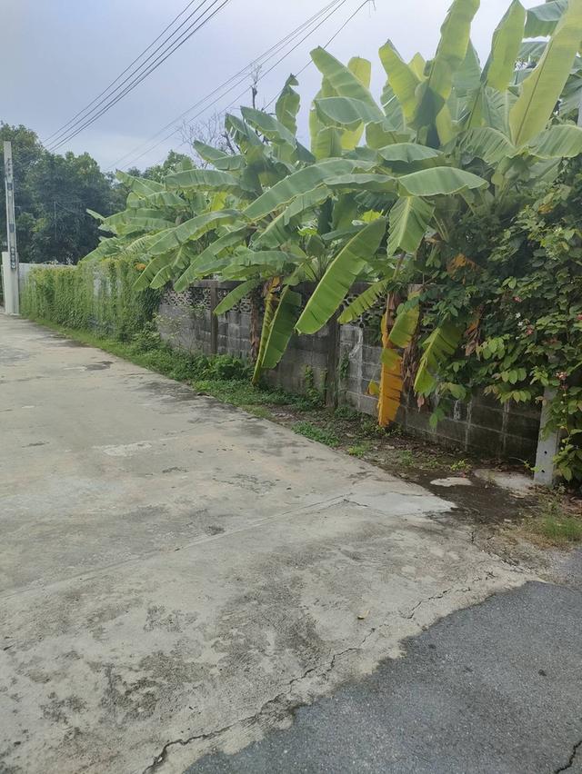 ขายที่ดินเปล่าถมแล้วในถนนลาดพร้าวซอย 48 กรุงเทพมหานคร 10