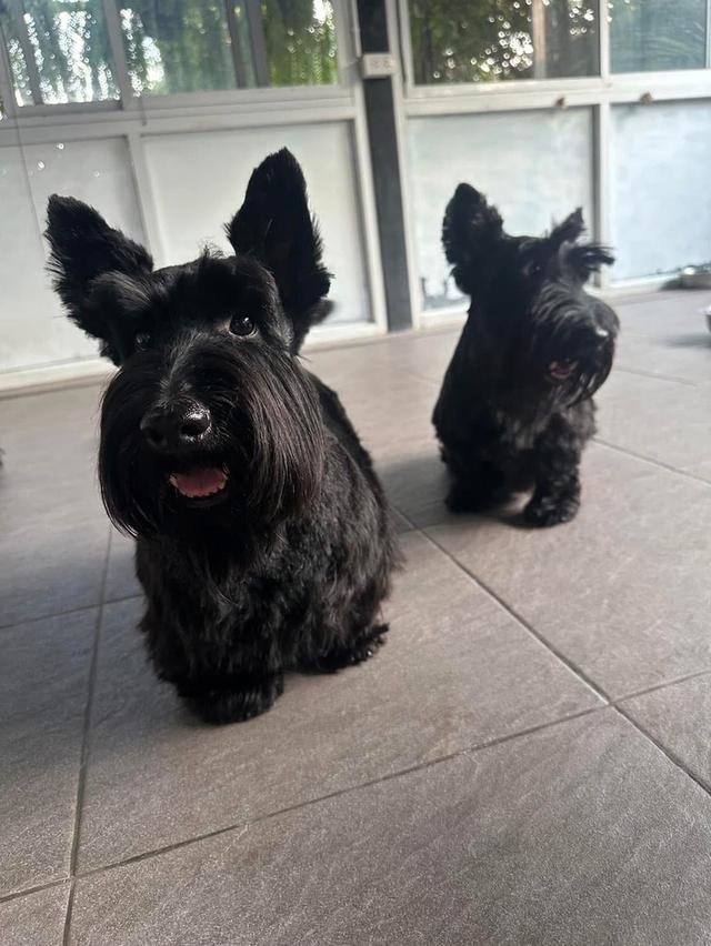 สุนัขพันธุ์ Scottish Terrier นำเข้า