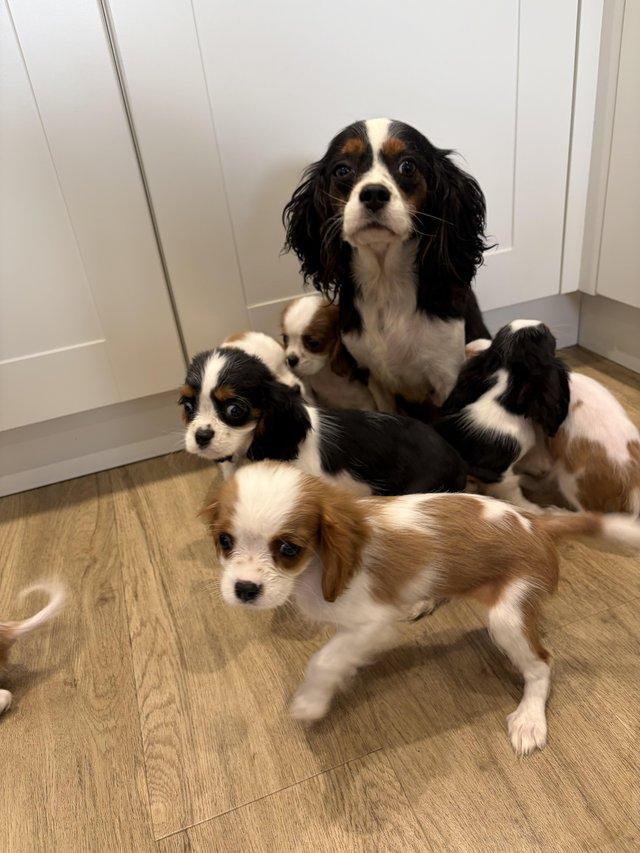 Cavalier King Charles Spaniel puppies for Sale