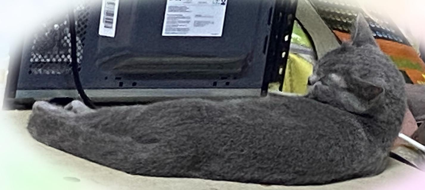 แมวพันธุ์บริติช ช็อตแฮร์