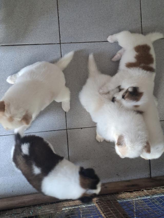 บางแก้วแท้ 100% ไม่แรง กทมตลิ่งชัน