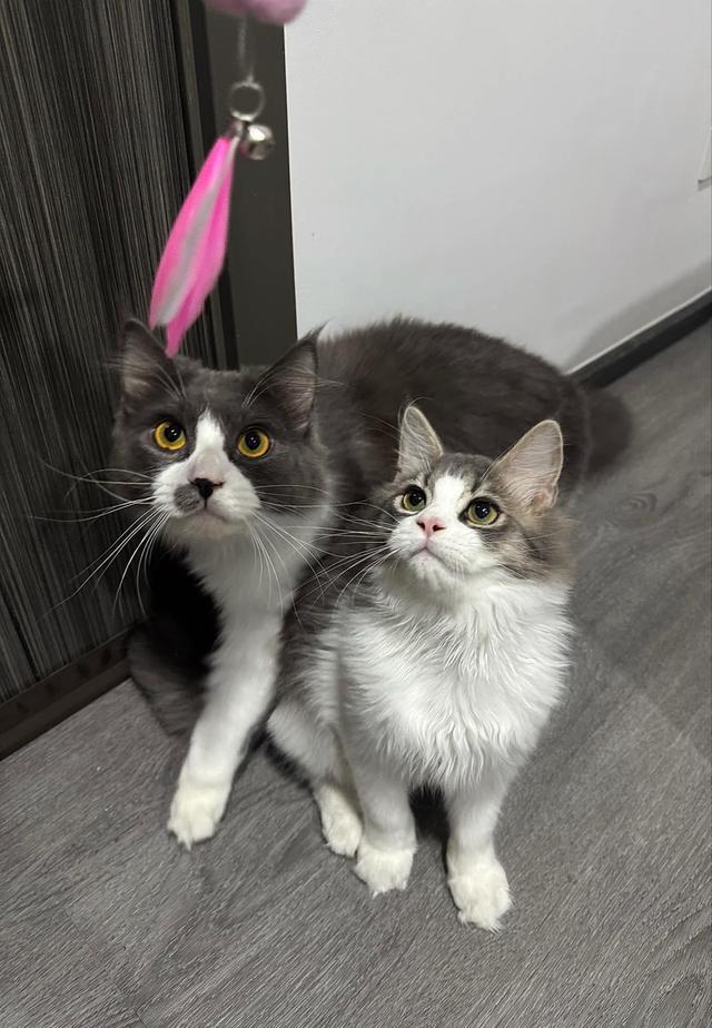 เมนคูนเปอร์เซีย 10