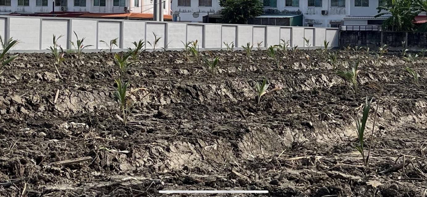 ขายที่ดินริมถนนพระราม2 บางกระเจ้า สมุทรสาคร 5