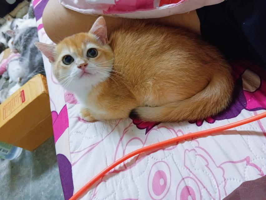 บริติช