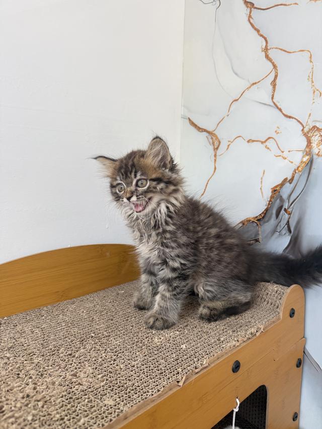 ลูกแมวพันธุ์เปอร์เซีย รูปที่ 6