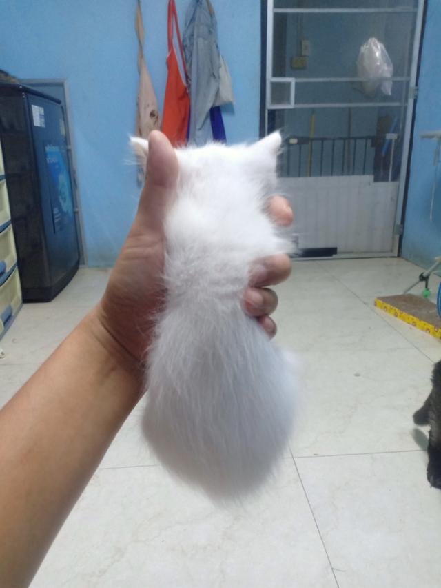 ลูกแมวเปอร์เซีย