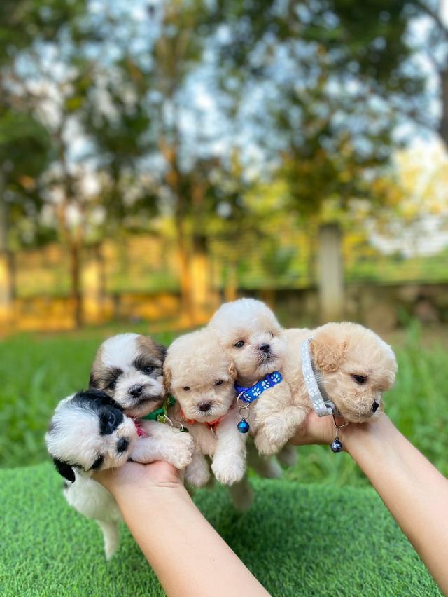 ชิสุห์พุดเดิ้ล ไซส์เล็ก น่ารักมากๆ ช4 ญ1