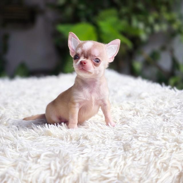 Chihuahuaขนสั้นมาร์คไซทีคัพสะดหล่อพร้อมแสบ รูปย่อยที่ 2
