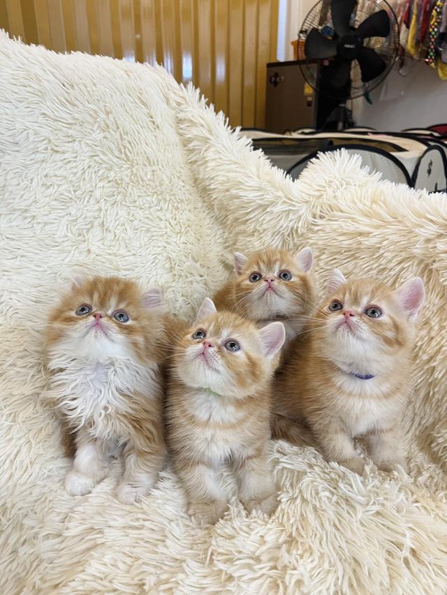 แมวสีส้ม เพศเมียสวยมากแท้ รูปที่ 12