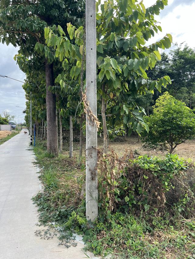 ขายที่ดิน 6