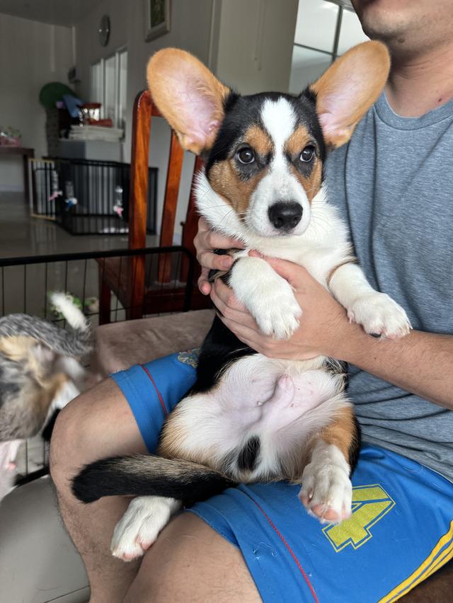 คอร์กี้คาดิแกนสายพันธ์แท้มีใบเพ็ท 2