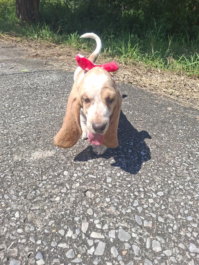 บาสเซ็ตฮาว์ดใบเพ็ดสมาคมพัฒนาพันธุ์สุนัข 3