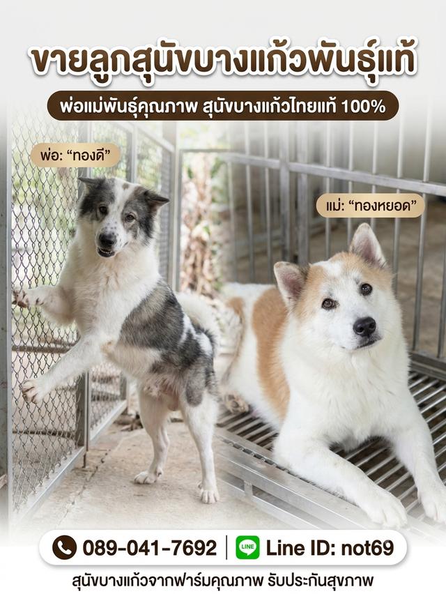 สุนัขหมาบางแก้วแท้100