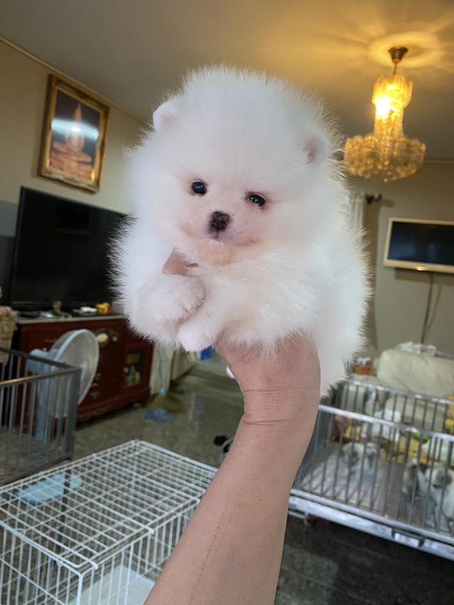 ลูกปอมแท้ อ้วนกลมหมี สีสวย ต้ารักขี้เล่นกำลังซนๆ