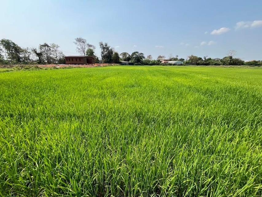 ที่ดิน จังหวัดเชียงราย 7