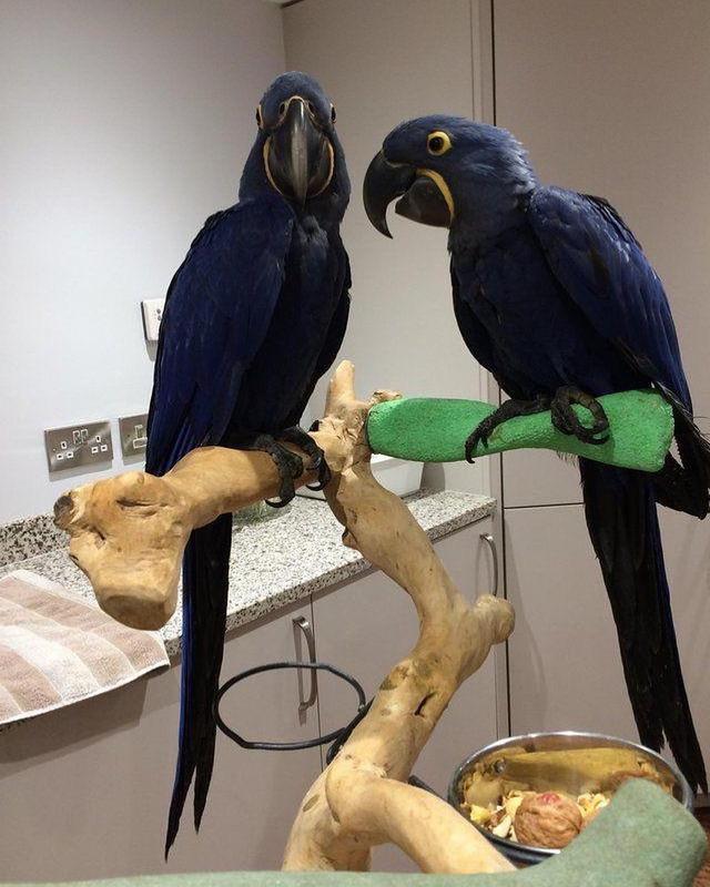 Hyacinth Parrots for sale