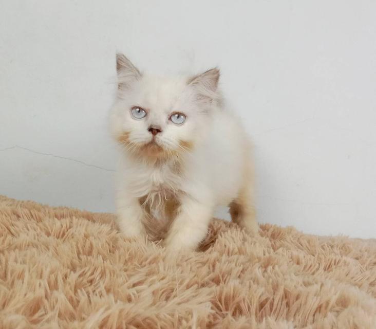 5.แมวมันช์กิ้น/เพศเมีย หาบ้าน Munchkin Cat/Female looking for a new home