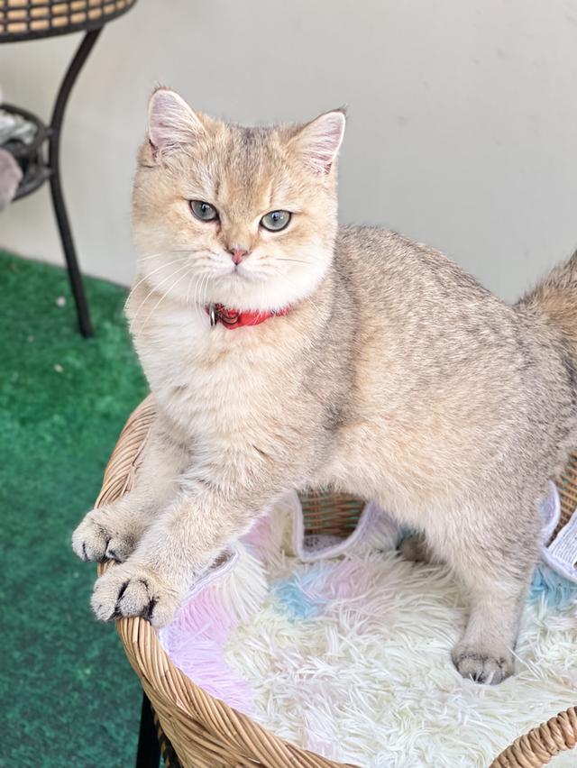 ดช.บริติช ช็อตแฮร์ (พร้อมย้าย)