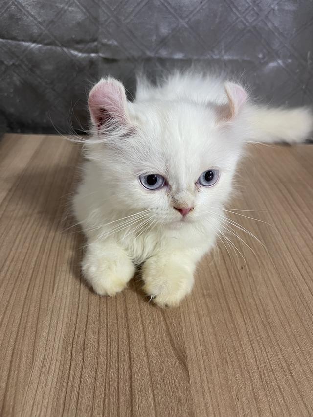 คนขายเลี้ยงเองครับ น้องแมวพันธุ์ อเมริกันเคิร์ลผสมหิมาลายัน เพศชาย ( หูบิน ) ตาสีฟ้า