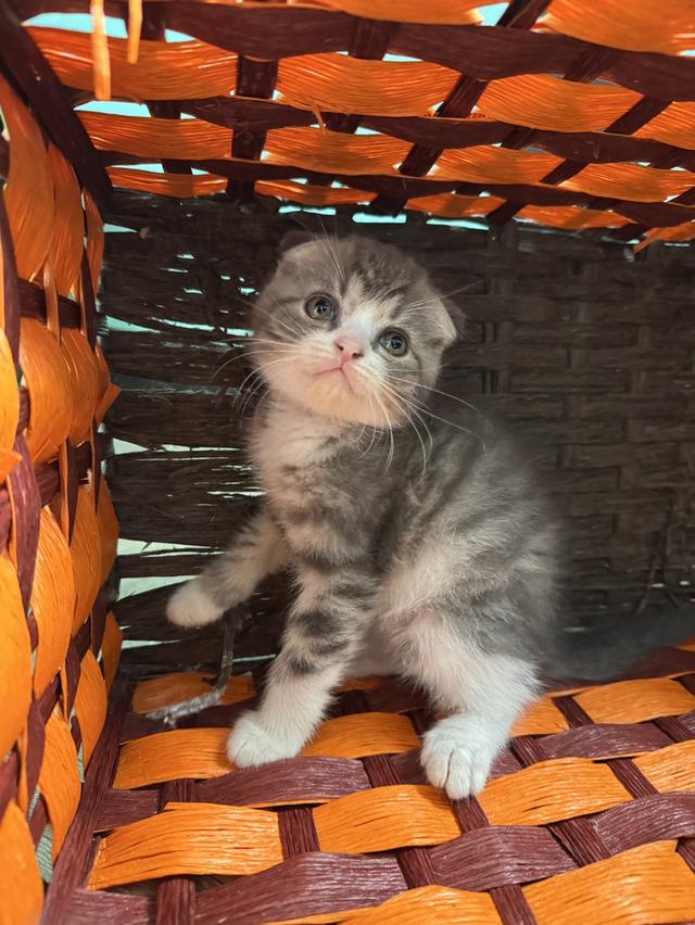 แมว Scottish fold สก็อตติชหูพับ 2