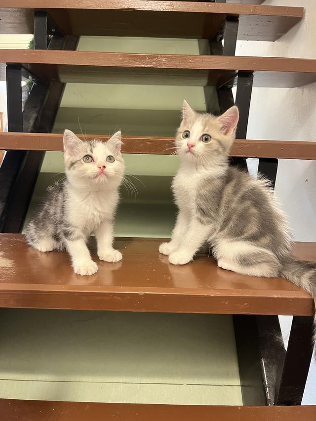 แมวสก๊อตติชโฟแท้   เด็กเด็กน่ารักมาก 4