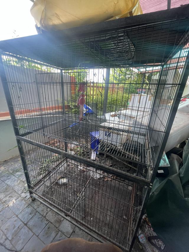 กรงแมว ราคาคุยกันต่อได้