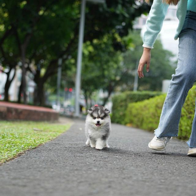 Pomsky Puppies | WhatsApp me : +66 63 826 3042