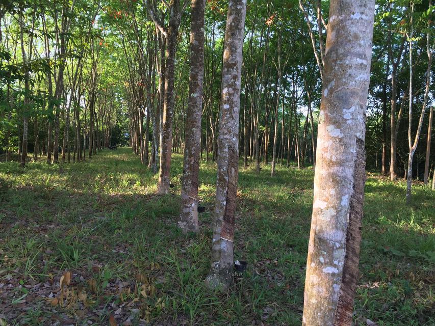 ที่ดินมีโฉนดสวนยางพาราสวนเงาะโรงเรียน มังคุด ทุเรียนมีต้นสะเดาเทียมล้อมรอบ