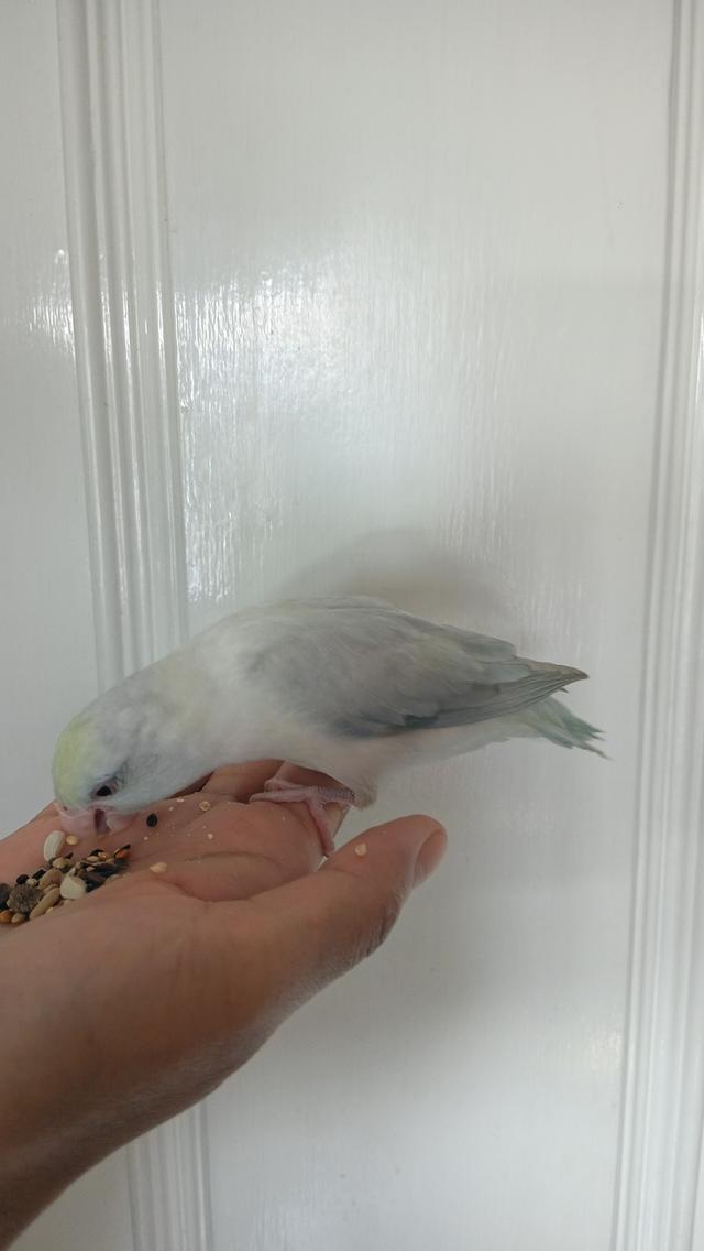 นกฟอพัส (Forpus Parrot)สี: ไดลูทพาสเทล (Dilute Pastel) โทนละมุน สีสวยหวานสะอาดตา เอกลักษณ์ความนวลที่ละมุน รูปที่ 12