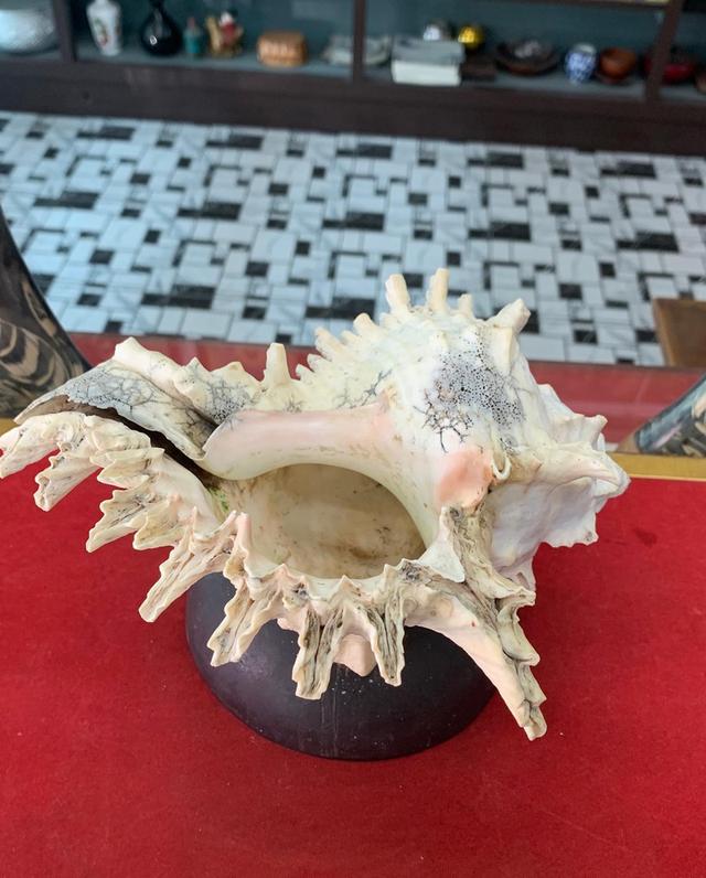 เปลือกหอย 5