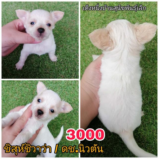 ลูกสุนัขชิสุห์ผสม พร้อมย้าย 8