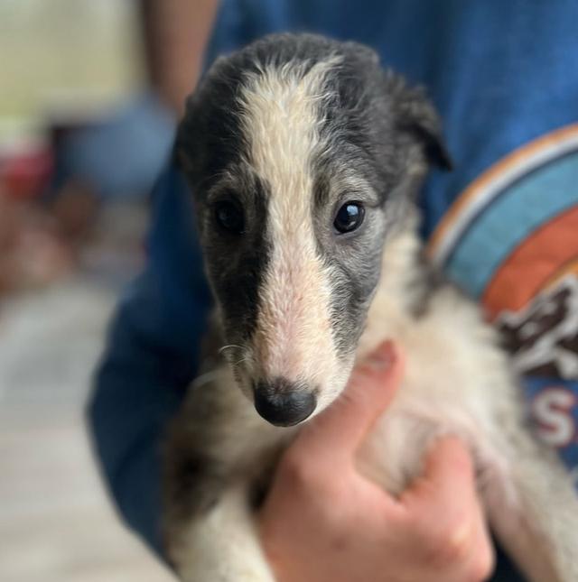 สุนัข Borzoi ราคาแบ่งปัน