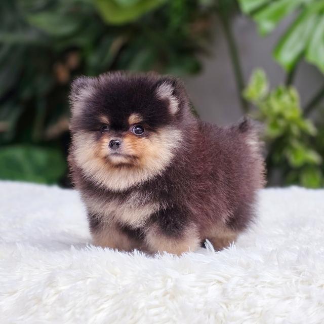 น้องขุนศึก ปอมแท้ไซส์เล็กสีแบล็คแทนเพศชาย 5