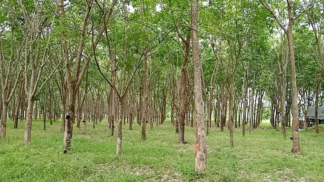 ขายที่ดิน พร้อมสวนยาง จ.อุดรฯ 5