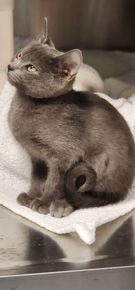 ลูกแมว Russian Blue พันธุ์แท้ 4