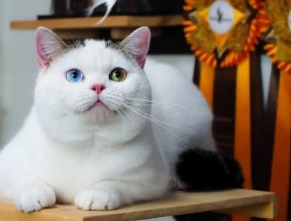 แมวสกอตติส โฟลด์ ตาสองสี 1