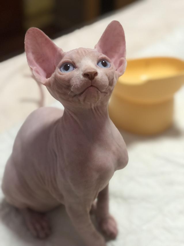 แมวสฟิงซ์ sphynx 4