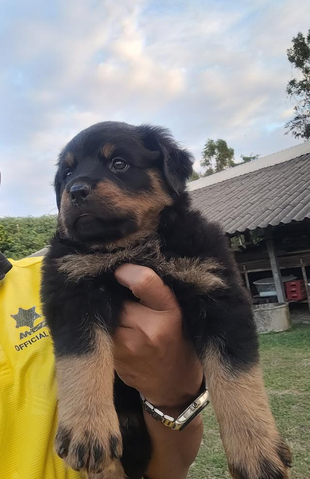 ลูกสุนัขร็อตไวเลอร์พันธุ์แท้สายเลือดนำเข้า