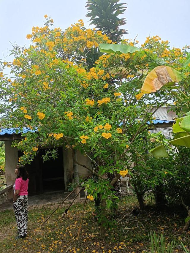 ที่ดินใกล้วัดธรรมโฆษณ์ 1/2 ไร่กว่า อ.สิงหนคร จ.สงขลา มีบ้านเก่า 1