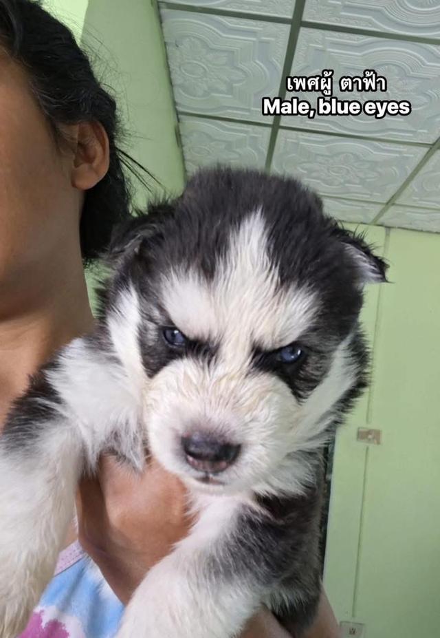 ไซบีเรียนวูดลี่โค้ช ชาย3หญิง1 2