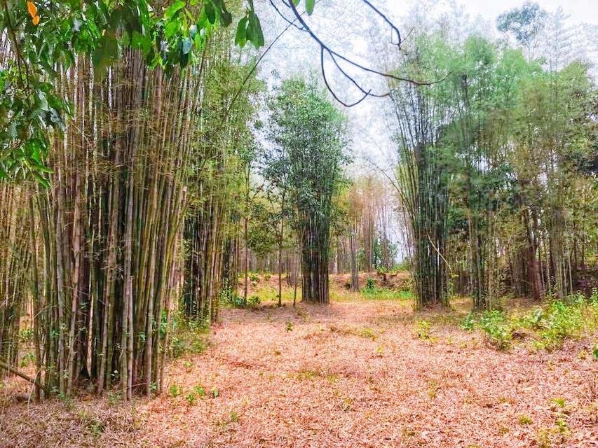 🏡 ขายที่ดินน่าน อ.ปัว วิวดอยภูคา | แปลงเดียว | พร้อมสร้าง 1