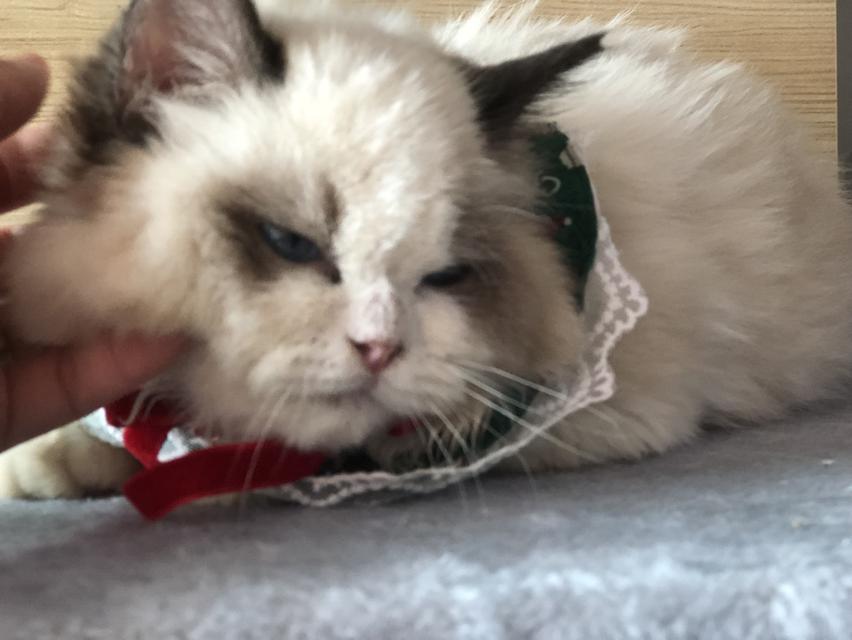 แมวแร็กดอล เด็กผู้หญิง3เดือนผ่อนได้ รูปที่ 4