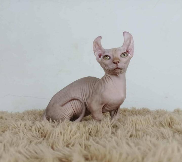 30.แมวดเวล/เพศผู้ Dwelf Cat/Male