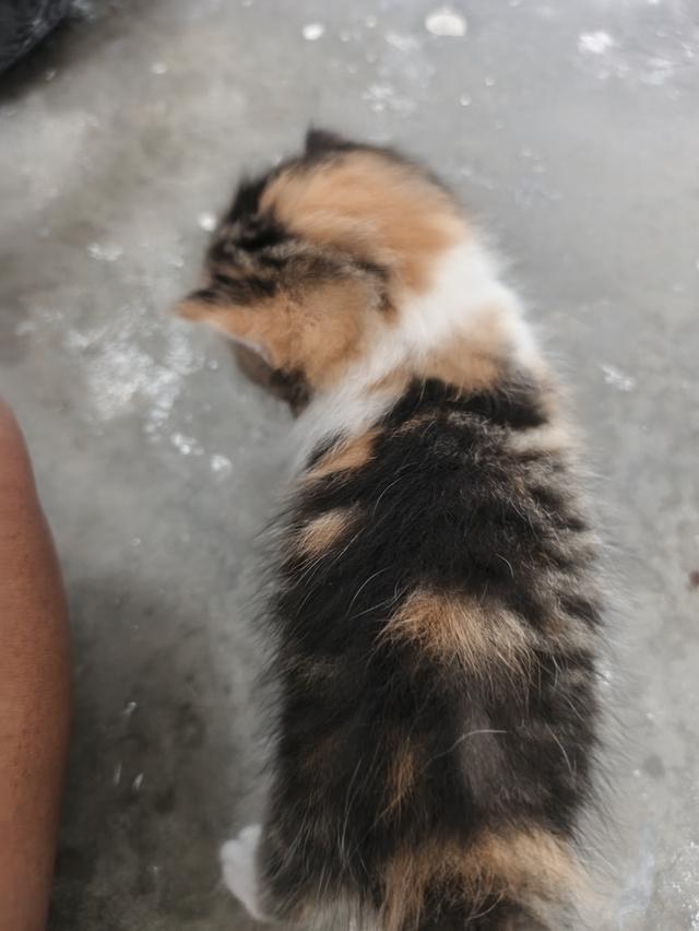 ลูกแมวสก็อตติช เด็กชายเด็กหญิง