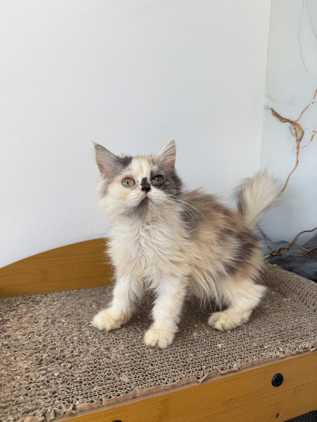 ลูกแมวพันธุ์เปอร์เซีย รูปย่อยที่ 3