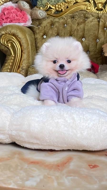 ลูกปอมแท้ น่ารักมาก ขี้เล่น สดใส ติดคน สุขภาพดี น่ากอดสุดๆ รูปที่ 4