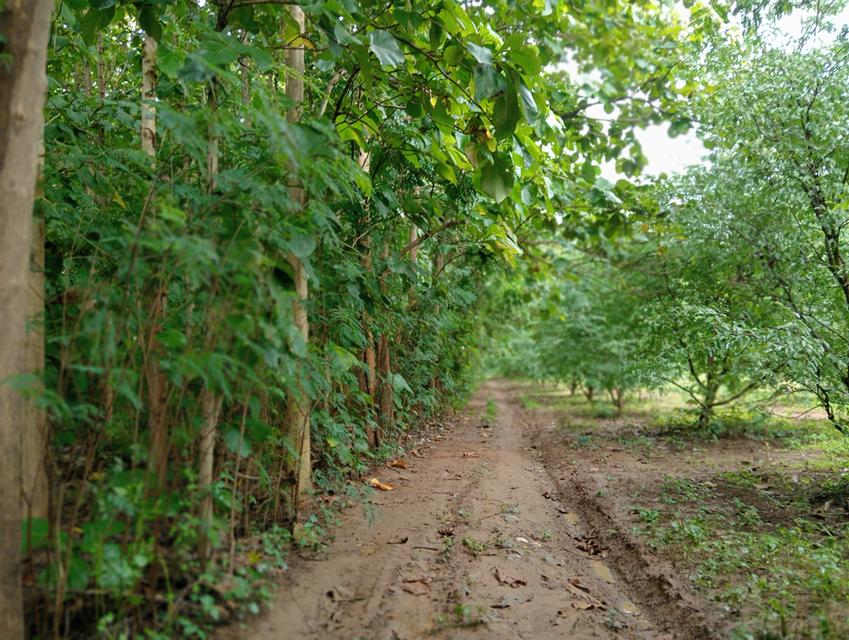 ที่ดินพร้อมต้นสักอายุ15ปี รูปที่ 20