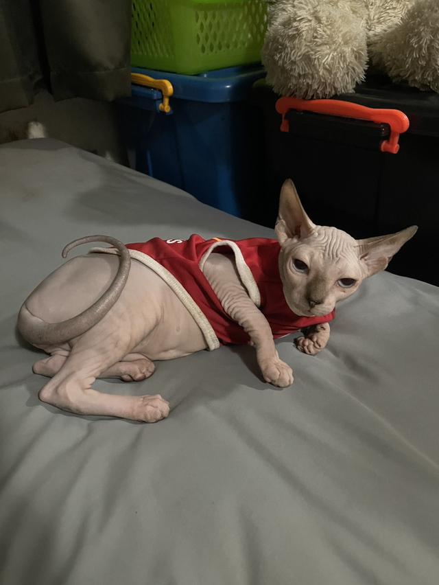 แมวสฟิงซ์เพศเมีย 5เดือน ฉีดวัคซีนแล้ว มาดูได้ที่ลาดกระบัง 10