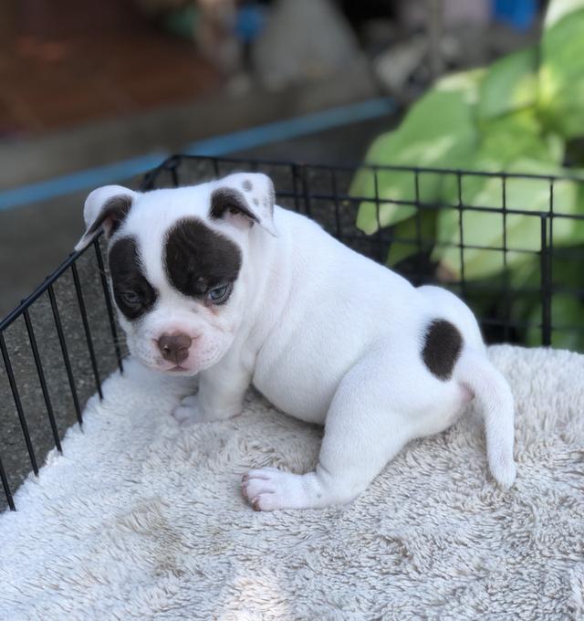 บูลลี่ บ้านโป่ง ราชบุรี